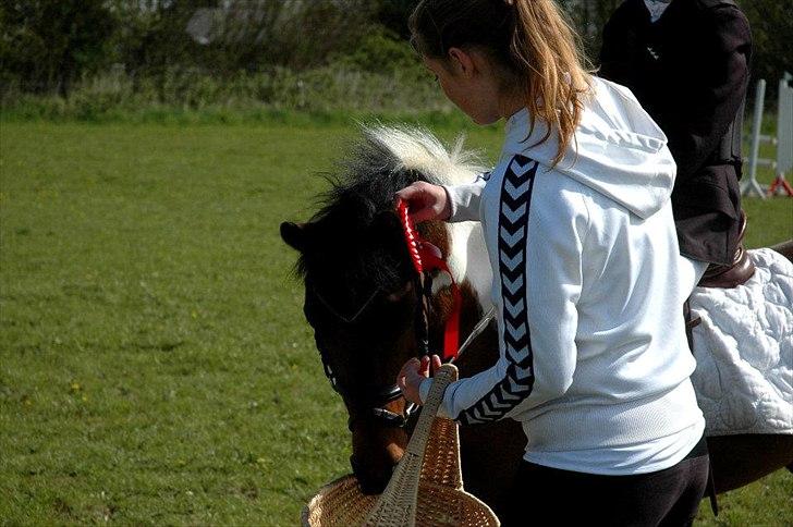 Anden særlig race Jumpy - Stævne, RHO 2012 - 1. plads LA  billede 4