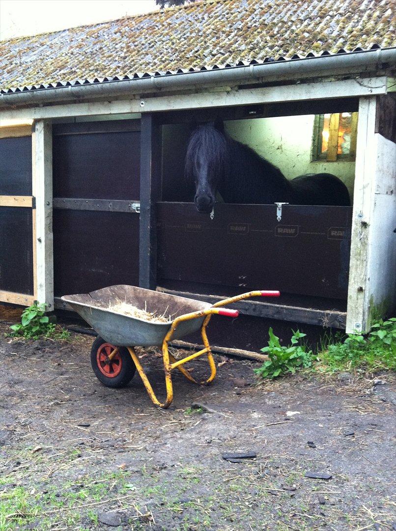 Dales Castledales Misty Blue billede 5