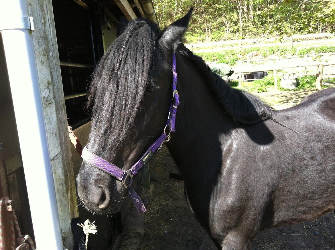 Dales Castledales Misty Blue billede 7