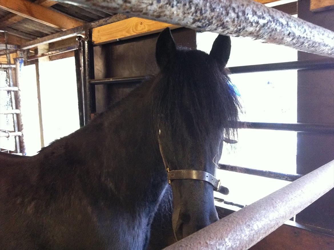 Dales Castledales Misty Blue billede 12