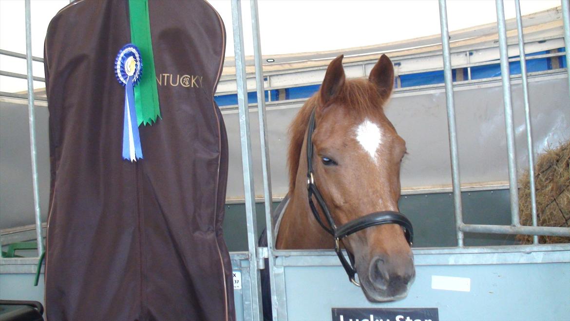 New Forest Lucky Star - b-pony - Træt pony i sin boks til landsstævne i Hedensted. billede 15