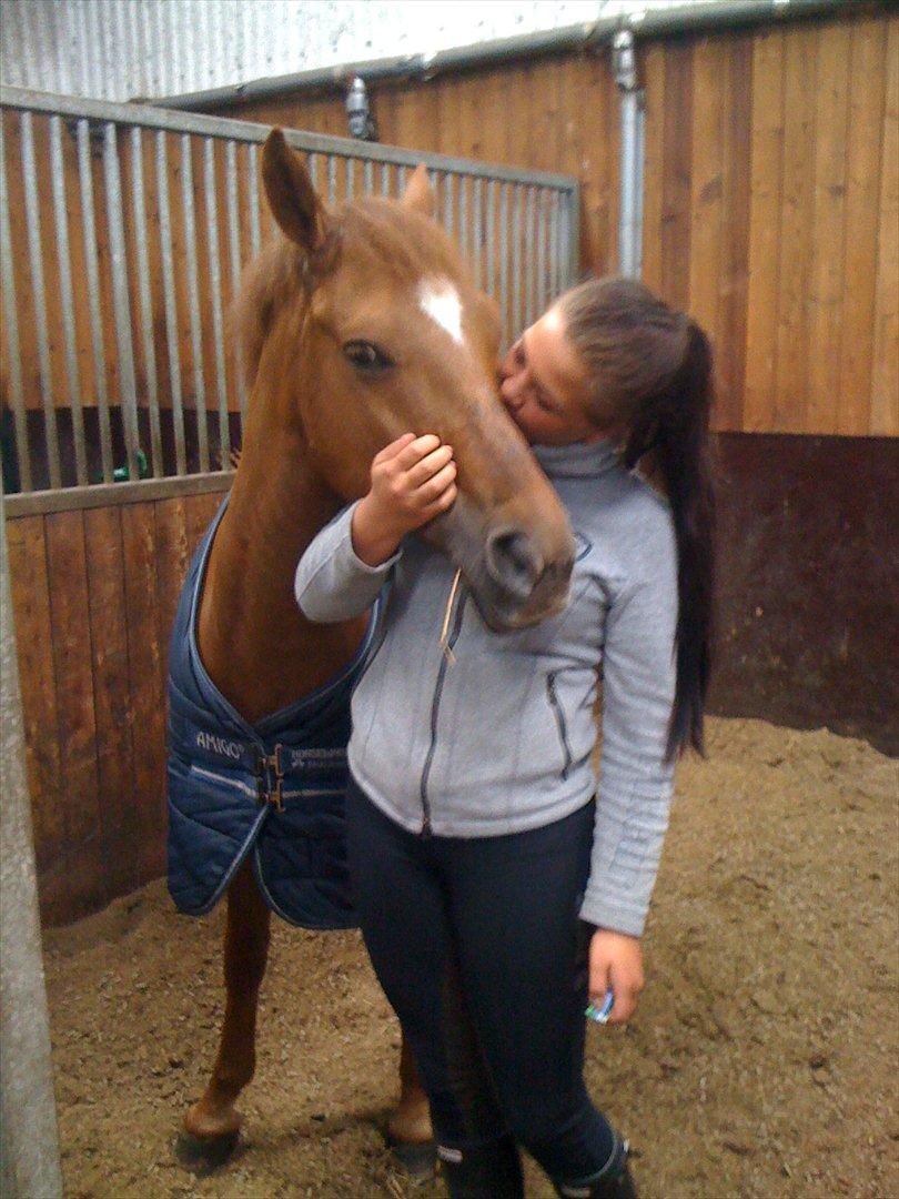 New Forest Lucky Star - b-pony - Farvel mys til min lille prut!! I Herning hos allan, hvor han skal være til han flytter til Norge. billede 19