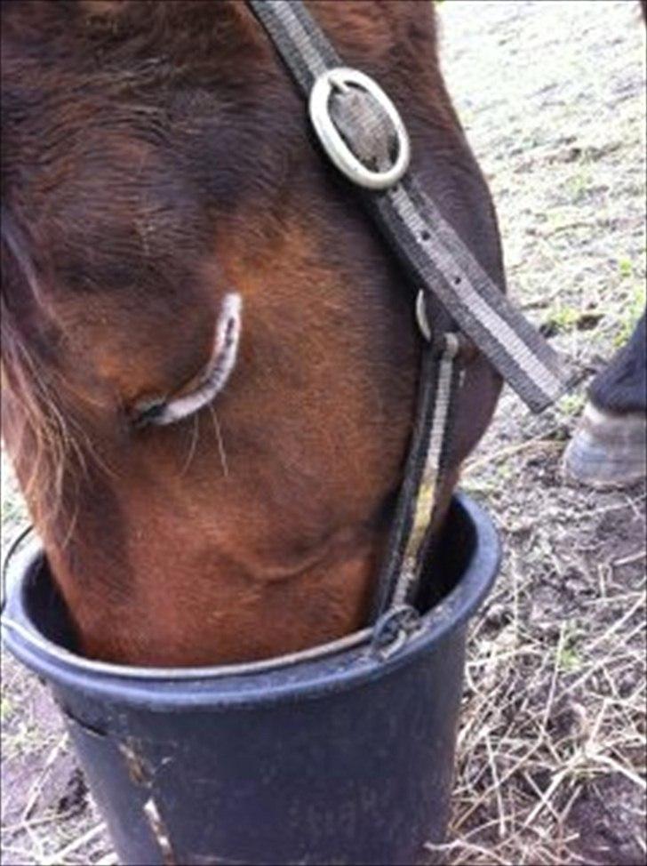 Traver Major (Majestic Eastwind) *Tidl. Hest* - På hans grime er der et skilt hvorpå der står : Major.
Det er smart så er der ingen der kan stjæle den :P  billede 3