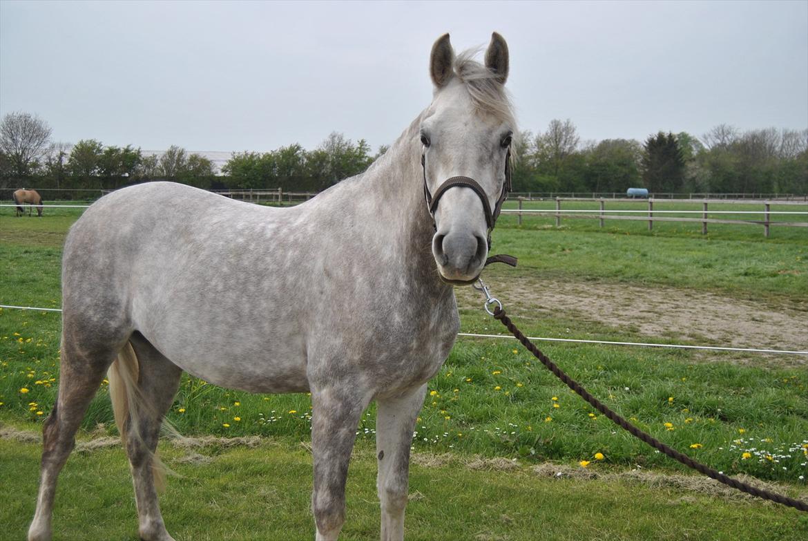 Arabisk fuldblod (OX) Tahir El Sad (solgt) billede 17