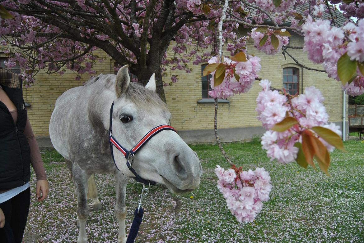 Arabisk fuldblod (OX) Tahir El Sad (solgt) billede 18