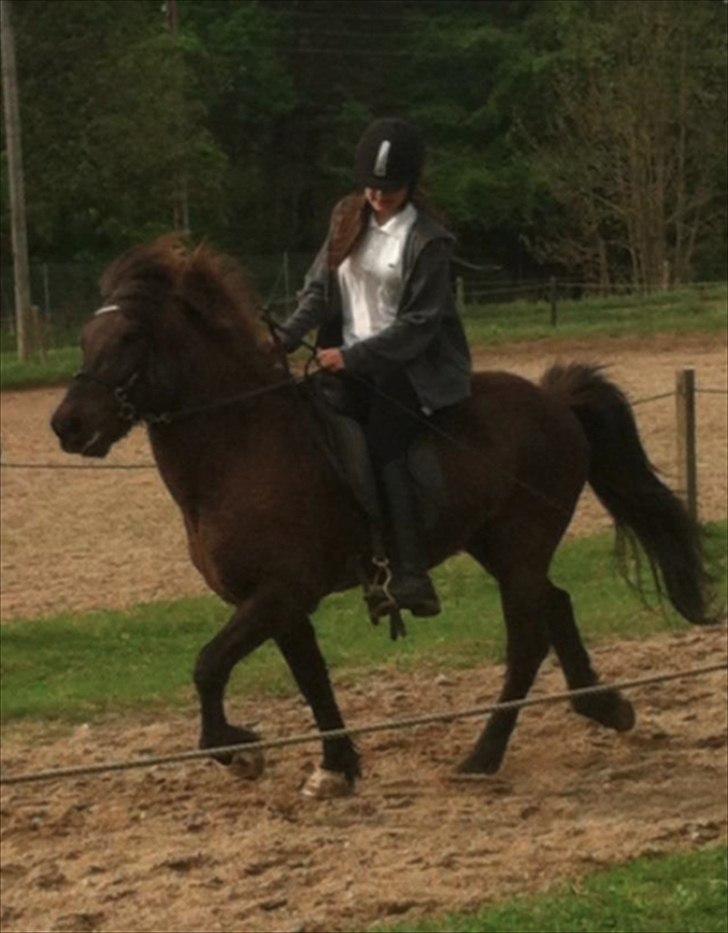 Islænder Pati fra Blesastödum -  Forår 2012<3
Tölt<3 billede 5
