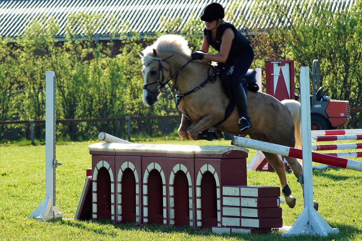 Anden særlig race Silver<3. - Springer mur<3
Foto: CRP. billede 7