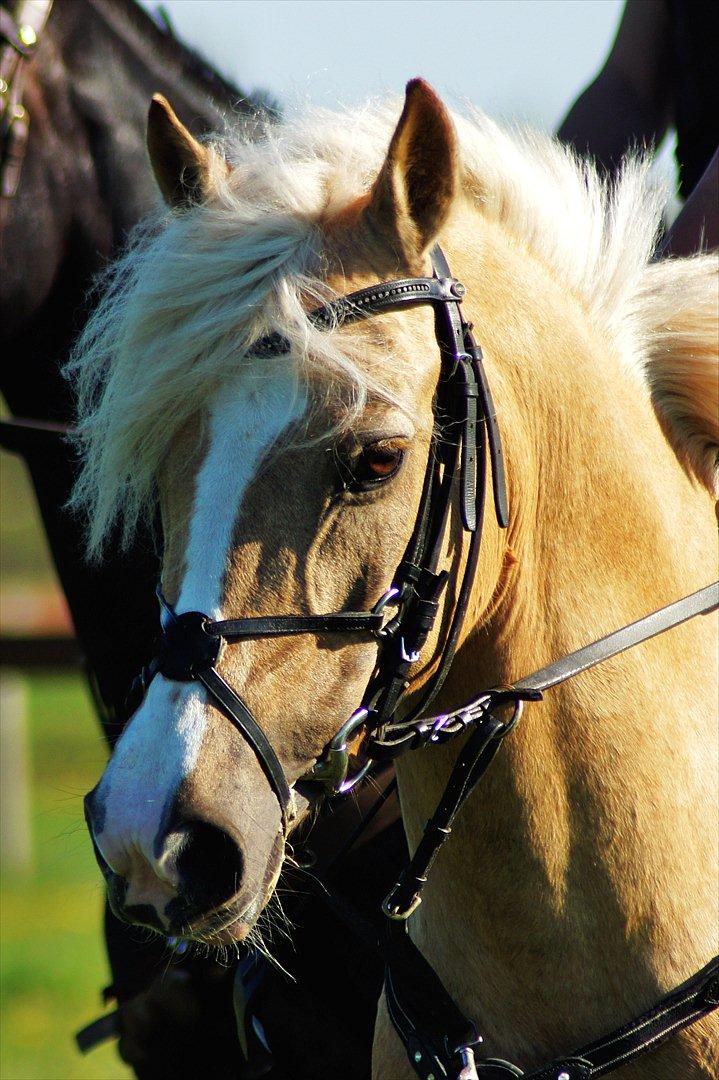 Anden særlig race Silver<3. - Min stjerne<3 billede 9