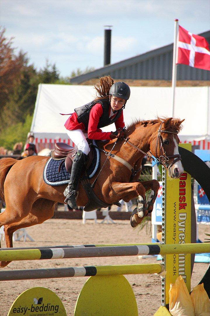 Hollandsk Sportspony Orchid´s Mirabile<3 A-pony billede 5