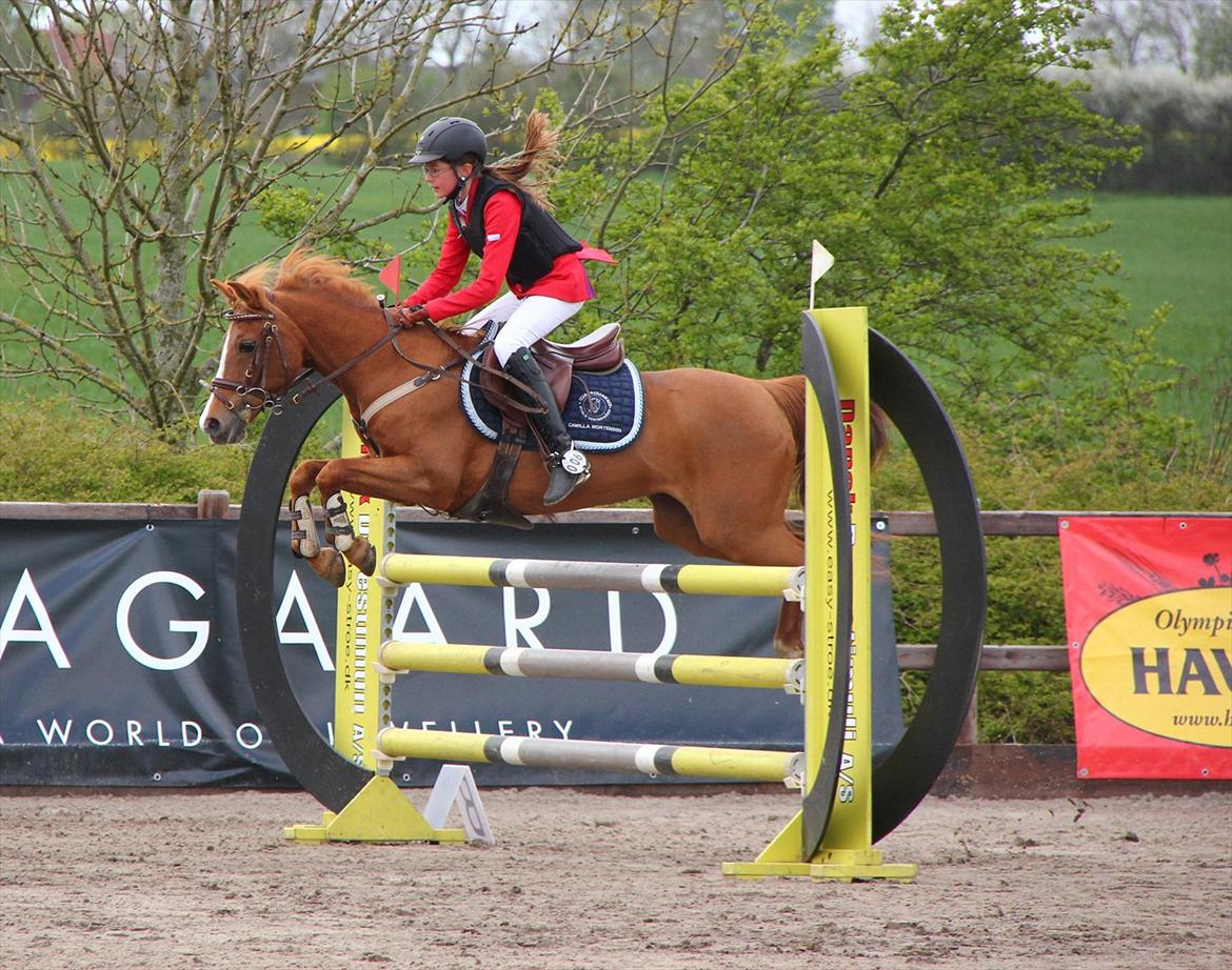 Hollandsk Sportspony Orchid´s Mirabile<3 A-pony billede 4