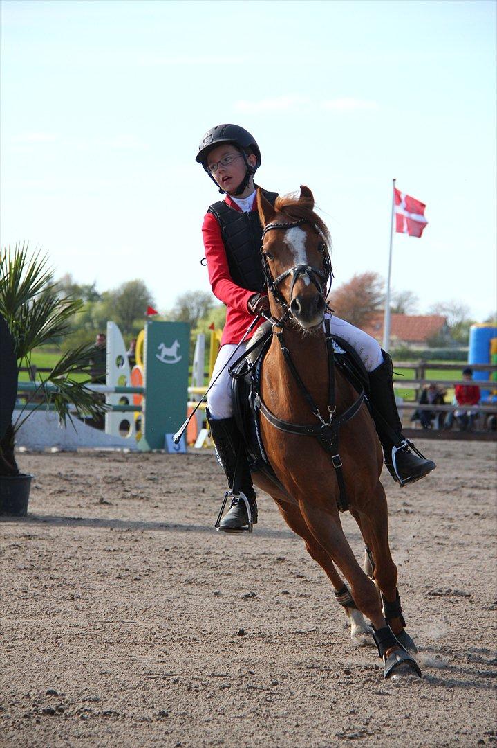 Anden særlig race Bakkegaardens Bailey<3 A-pony - Landsstævne billede 7