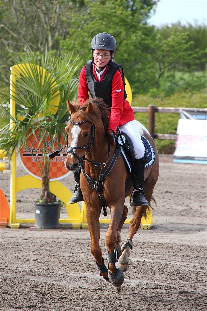 Anden særlig race Bakkegaardens Bailey<3 A-pony - Landsstævne billede 2