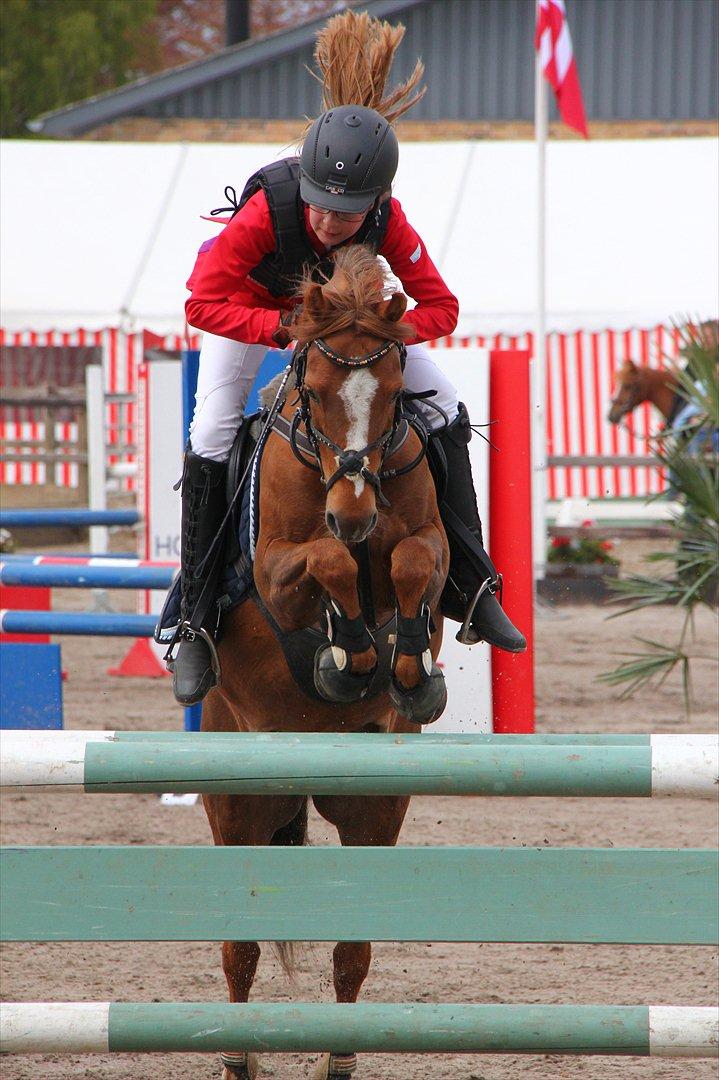 Anden særlig race Bakkegaardens Bailey<3 A-pony - Landsstævne billede 3