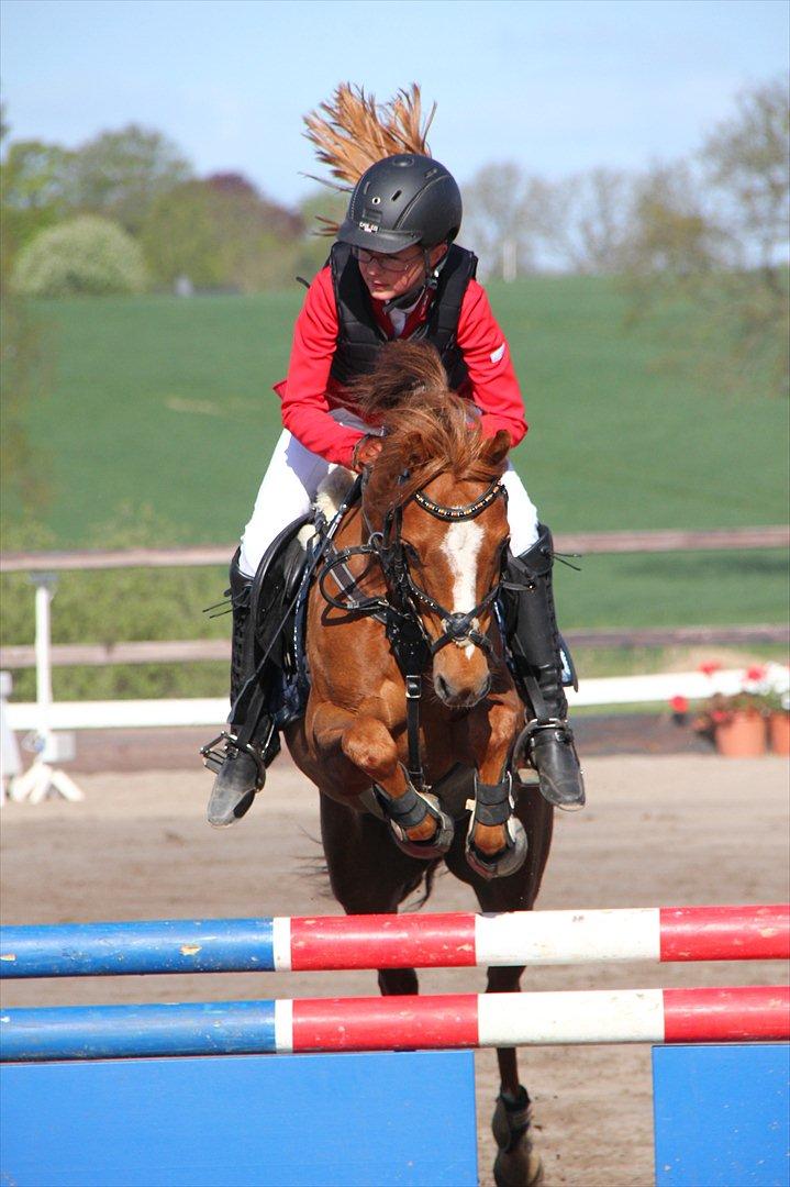 Anden særlig race Bakkegaardens Bailey<3 A-pony - Landsstævne billede 5