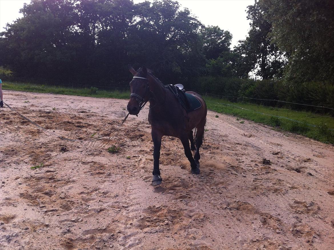 Oldenborg odessa - afslappet longe - under optræning efter pause billede 20