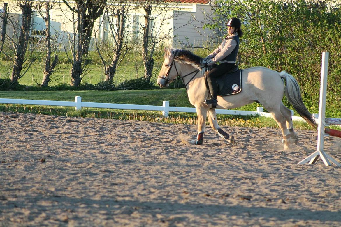 Fjordhest Lucas (RKRR's) - gallop<3<3 billede 10