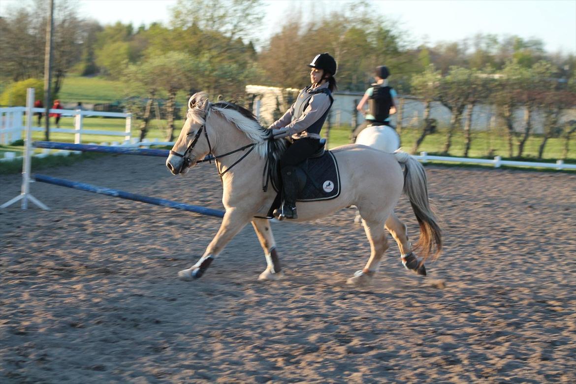 Fjordhest Lucas (RKRR's) - gallop igen!!!!<3 billede 12