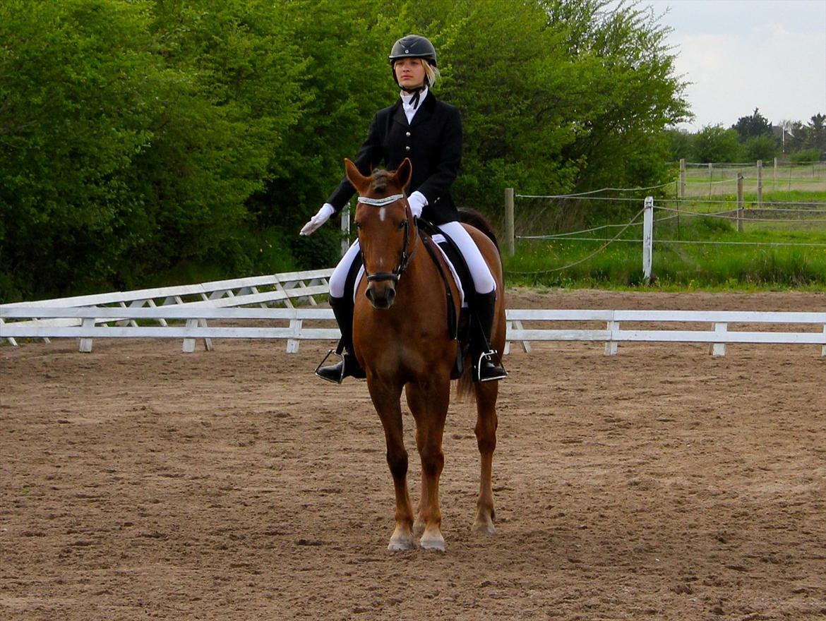 Anden særlig race Vesterleds Tobbi *Toppen af poppen* - LA1 :D billede 14