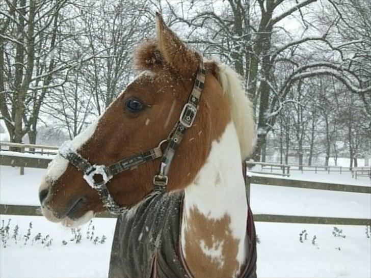 Hollandsk Sportspony Pablo P. (Nuttie) Solgt og savnet!!:'-( - (5) Nuttie i snevejr:-)
Foto:Søs billede 4