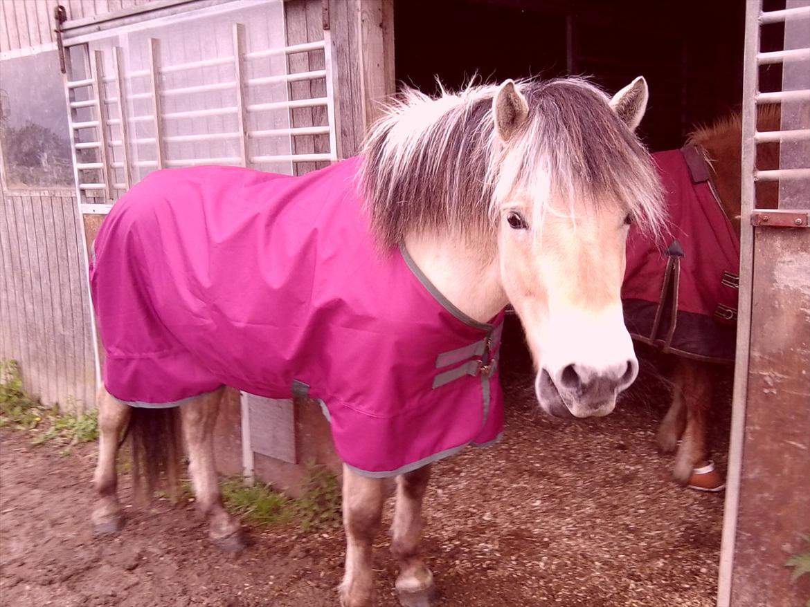Fjordhest Hübbes Torden Triton - Glad Hübbe hest <3 billede 20