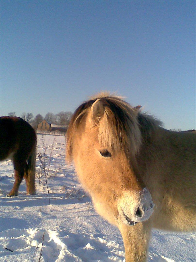 Fjordhest Hübbes Torden Triton - Min lille snehest <3 billede 12