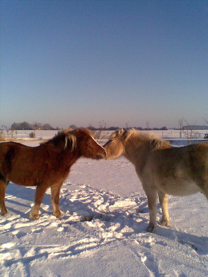 Fjordhest Hübbes Torden Triton - Knold og Tot <3 billede 31