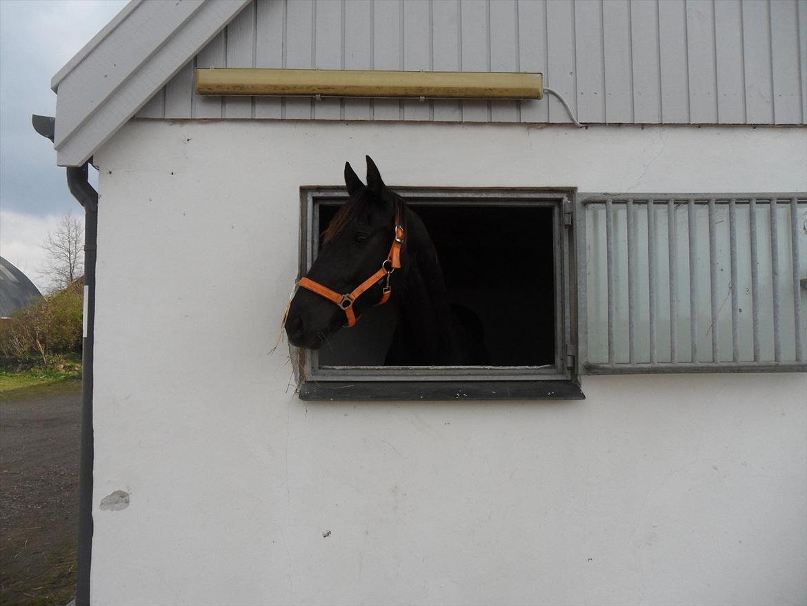 Dansk Varmblod Ryttergaardens Lawinsky solgt billede 1