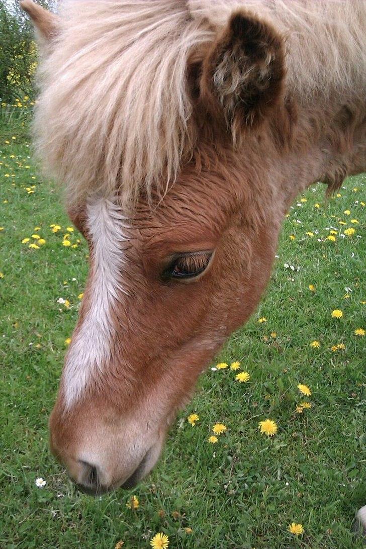 Islænder Steik Fra Ny Amtoftgaard - 11.5.12 billede 11