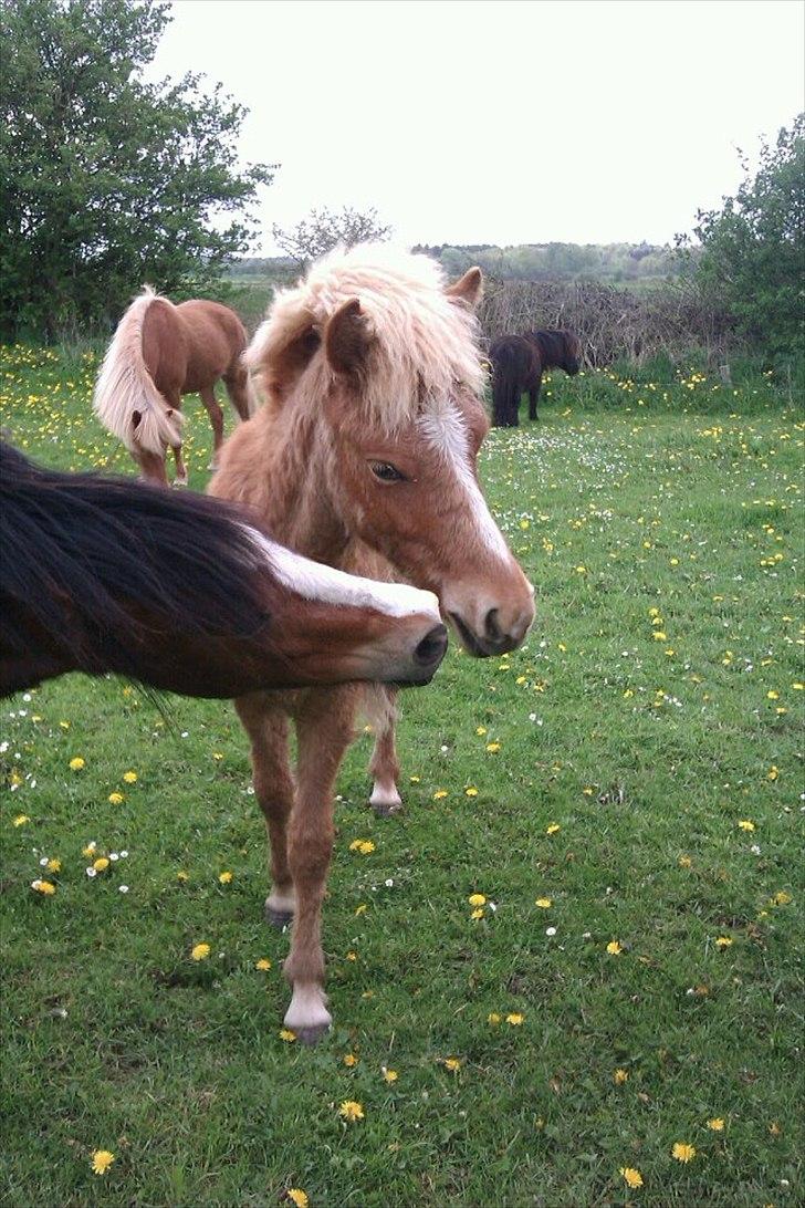 Islænder Steik Fra Ny Amtoftgaard - 11.5.12.  billede 12