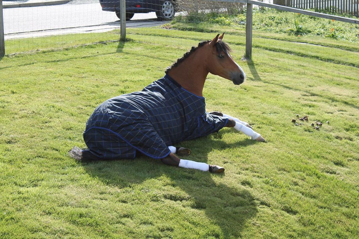 DSP Bæklunds Lombard billede 11