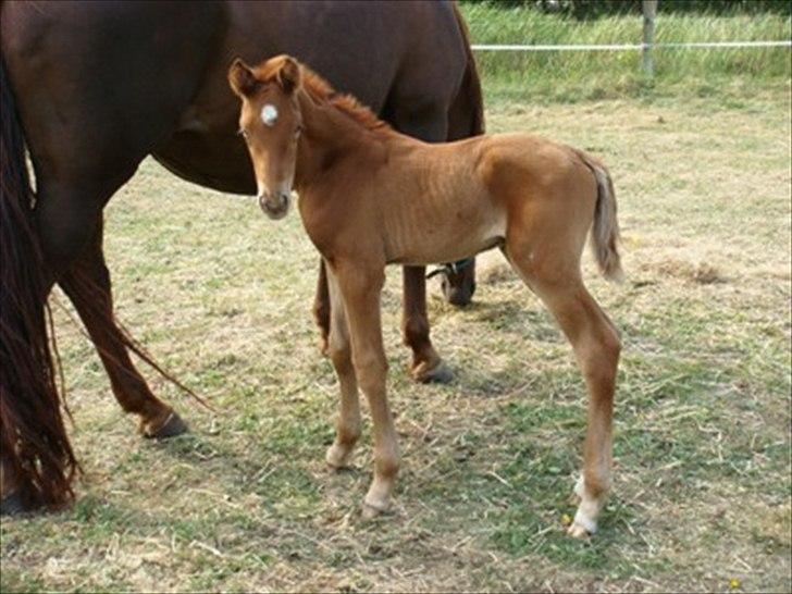 Hannoveraner Bredmose's bellami - Bebsi som lillebitte føllepølle hvor var han dog over nuttet!! :D billede 15