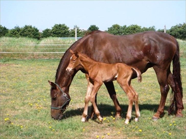Hannoveraner Bredmose's bellami - sød!<3 billede 16