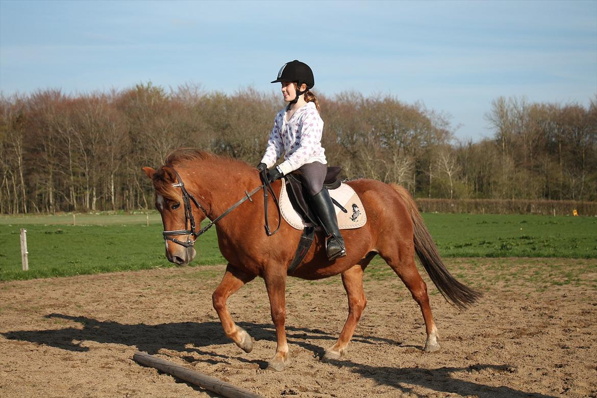 Anden særlig race Fanny billede 7