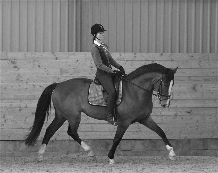 Dansk Varmblod Sundorfs Thalia billede 2