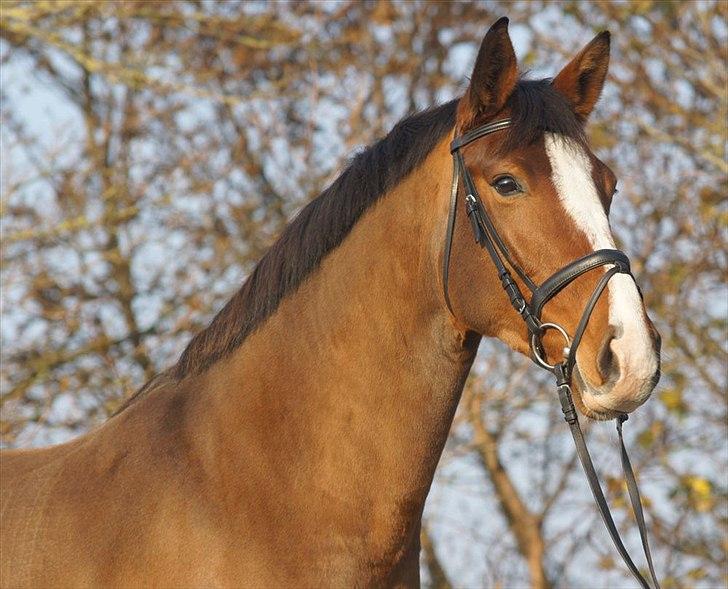 Dansk Varmblod Sundorfs Thalia billede 1