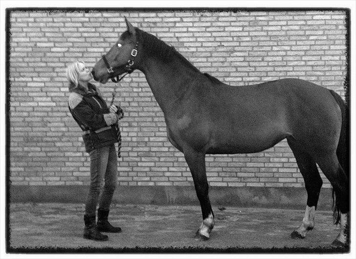 Dansk Varmblod Sundorfs Thalia billede 3