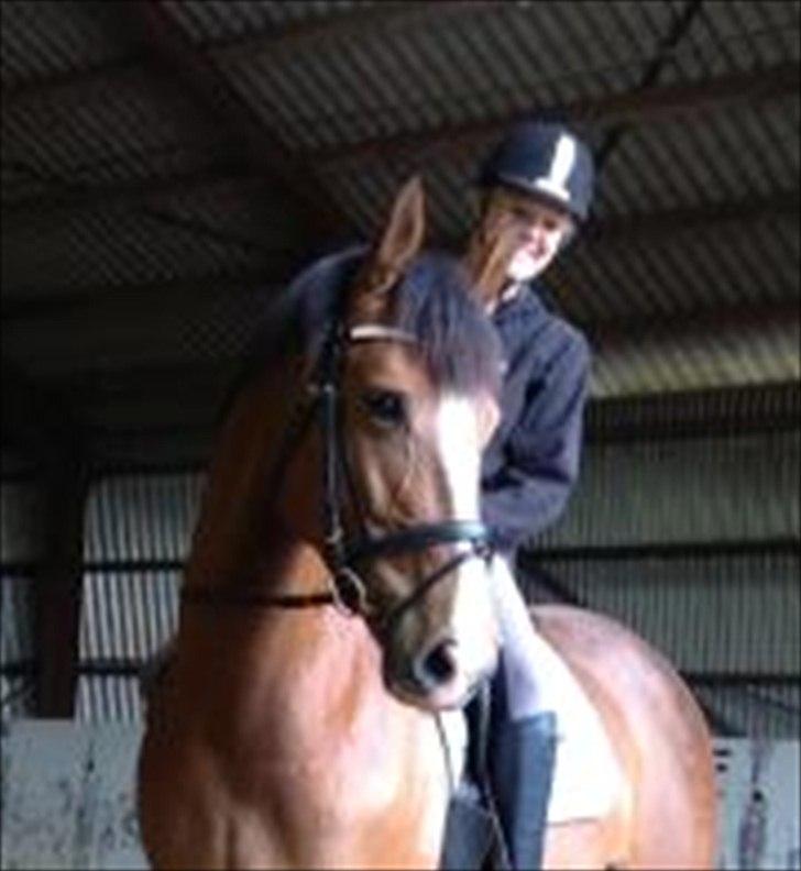 Dansk Varmblod Sundorfs Thalia billede 4