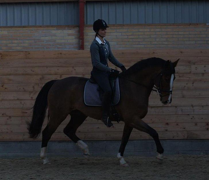 Dansk Varmblod Sundorfs Thalia billede 5