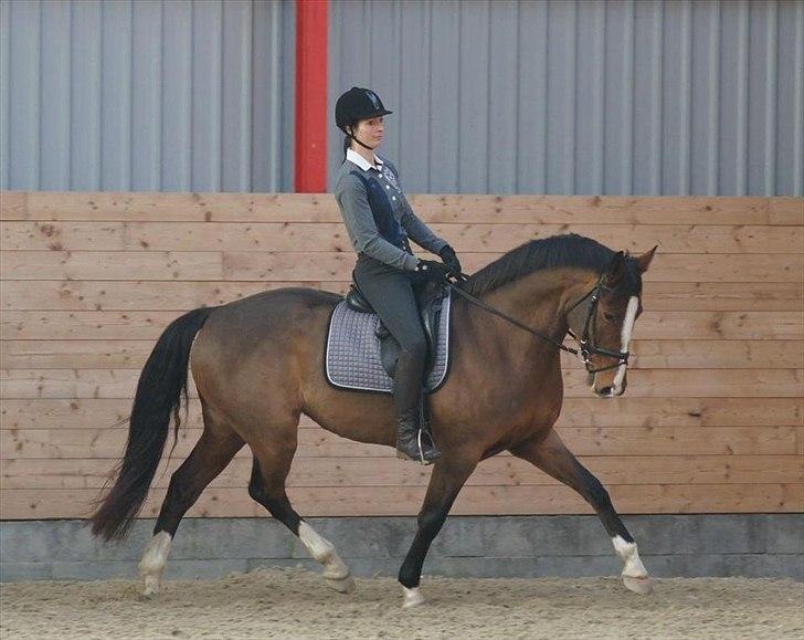 Dansk Varmblod Sundorfs Thalia billede 6