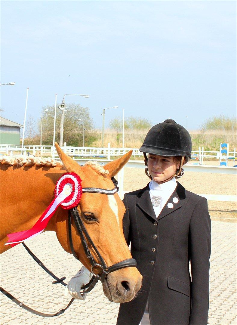 Hollandsk Sportspony Paula - Guldponyen vinder guld ! billede 11