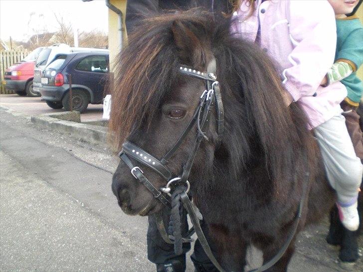 Shetlænder Sharon MY BOY  - BAAANDITT billede 19