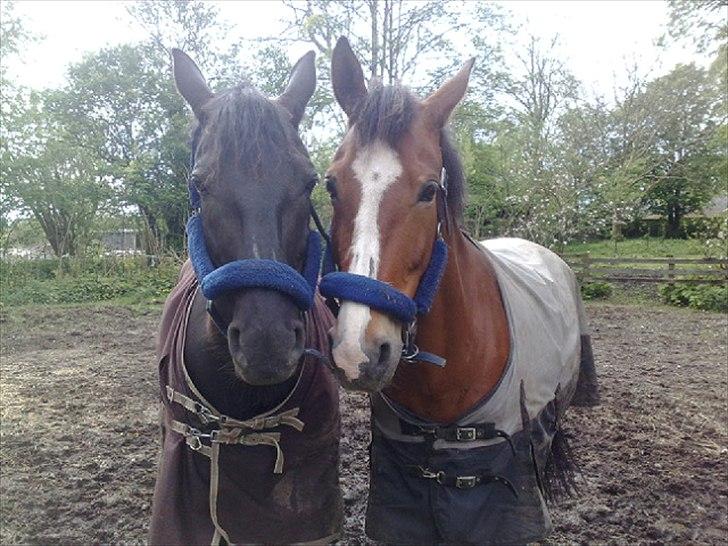 Oldenborg Møllestedets Highlight HIMMELHEST - Helt tvillingere :-) billede 9