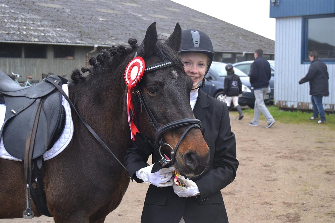 New Forest Dusty<3  ( HoppeBolden) - Første Dressur Stævne. LD1, 1. plads :-) - Elsker Dig Dusty<3 billede 5