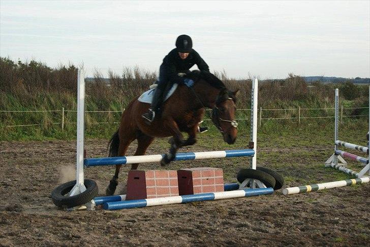 Anden særlig race Flika billede 15