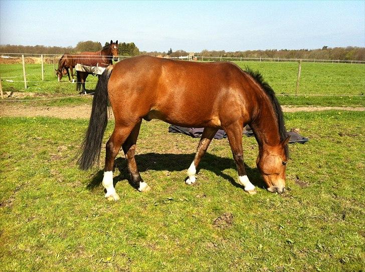 New Forest Romeo´s Hotline - Hotte på fold i sommeren 2012!<3<3 billede 11