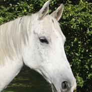 Arabisk fuldblod (OX) Frydenlund's Equador