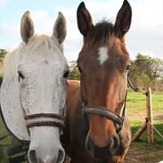 Ungarnsk Varmblod  Trojan