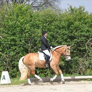 Haflinger Limone