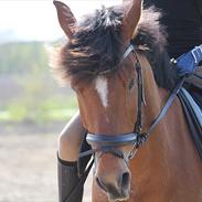 Anden særlig race Chamør