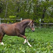 Anden særlig race || IWAN (Four Socks)